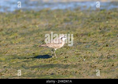 Pluvier de Kittlitz (Charadrius pecuarius) dans des marais salés, estuaire de la rivière Berg, Cap-Occidental, Afrique du Sud Banque D'Images