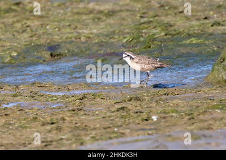 Pluvier de Kittlitz (Charadrius pecuarius) dans des marais salés, estuaire de la rivière Berg, Cap-Occidental, Afrique du Sud Banque D'Images