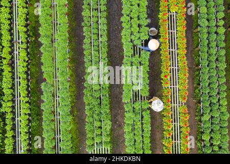 Champ de fleurs avec vue aérienne. Complexe agro-industriel sur lequel poussent des fleurs à Dong Thap, Viet Nam Tet 2022 nouvelle année Banque D'Images