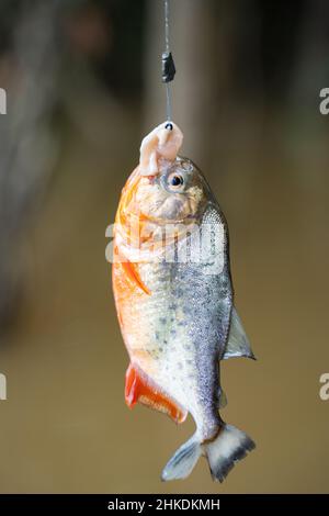 Piranha pêche dans la rivière, Amazone. Banque D'Images