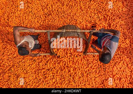 Les agriculteurs lavent et traitent les carottes Banque D'Images