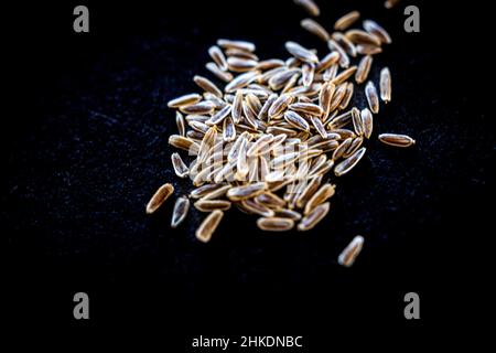 Graines d'Achillea filipendulina 'Gold plate' Banque D'Images