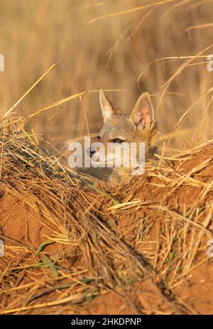 Panneau de Jackal à dos noir, parc national de Pilanesberg Banque D'Images