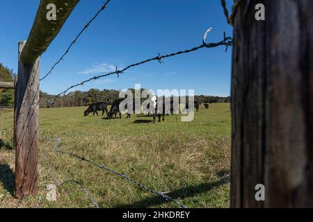 Vue à angle bas d'un troupeau de bovins de boucherie Angus crossbred vu à travers une clôture barbelée dans l'Alabama rural. Banque D'Images