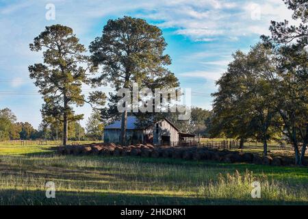 Paysage bucolique de balles rondes de foin entreposées près d'une grange en bois en Amérique rurale. Banque D'Images