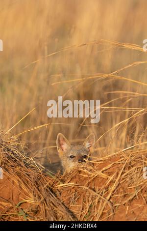 Panneau de Jackal à dos noir, parc national de Pilanesberg Banque D'Images