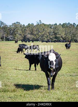 La vache noire baldy marche vers la caméra avec le troupeau derrière elle un jour de fin d'été. Banque D'Images