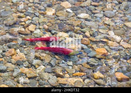 Couples de frayères de saumon sockeye. Les saumons rouges mâles et femelles se coupent sur les frayères de la rivière Adams, en Colombie-Britannique, au Canada. Banque D'Images