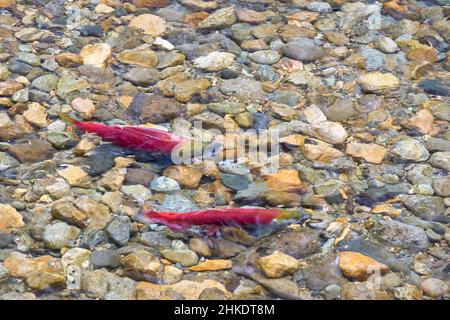 Couples de saumons rouges frayères. Les saumons rouges mâles et femelles se coupent sur les frayères de la rivière Adams, en Colombie-Britannique, au Canada. Banque D'Images