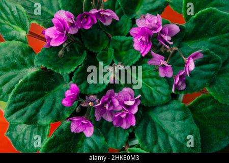 Plante à fleurs Streptocarpus .Fleurs violettes africaines en fleur .Fleurs et feuilles vertes Banque D'Images