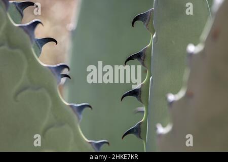 De minuscules gouttelettes rouges pendent des dents réflexes d'un Havard agave. Banque D'Images