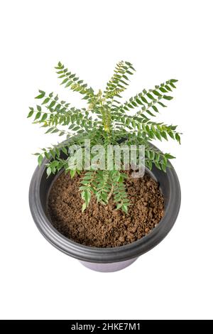 feuille de curry ou plante de neem doux pousser dans un pot, concept de jardinage à la maison, vue rapprochée Banque D'Images