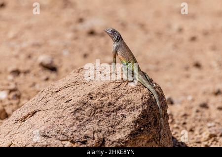 Les lézards plus grands sans terre affichent leurs couleurs de reproduction au printemps. Banque D'Images
