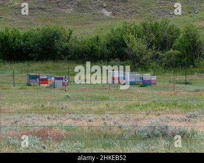 Des boîtes d'abeilles colorées empilées dans un cadre rural du Montana central avec de la végétation en arrière-plan et une clôture barbelée en premier plan. Banque D'Images