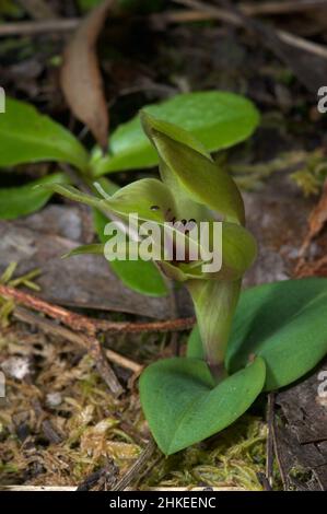 Les orchidées d'oiseau sont assez communes dans le Victoria, mais cette orchidée d'oiseau vert (Chiloglottis cornuta) est assez rare. Trouvé à Hochkins Ridge Flora Reserve. Banque D'Images