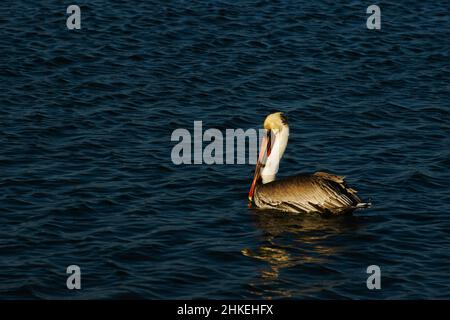 Pelican brun magnifiquement étrange forme et forme blanc grand bec jaune long cou et inhabituel énorme corps brun swans décontracté sur l'entrée de l'océan. Banque D'Images