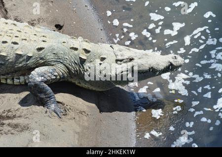 Un crocodile sur la rivière Tarcoles au Costa Rica Banque D'Images