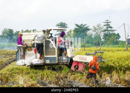 La récolteuse automatique de riz est utilisée pour la récolte des champs et elle est mûre et jaune en saison de récolte. Augmentation de la vitesse de la moissonneuse-batteuse. Banque D'Images
