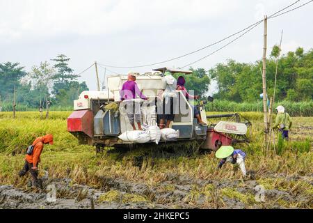 La récolteuse automatique de riz est utilisée pour la récolte des champs et elle est mûre et jaune en saison de récolte. Augmentation de la vitesse de la moissonneuse-batteuse. Banque D'Images