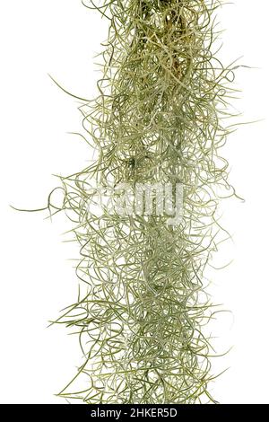 usine de tillandsia devant un fond blanc Banque D'Images