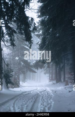 Route forestière entre les sapins enneigés et les pins dans une forêt d'hiver dans la brume glacée Banque D'Images