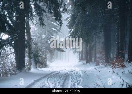 Route forestière enneigée entre les sapins enneigés et les pins dans une forêt d'hiver dans la brume glacée Banque D'Images