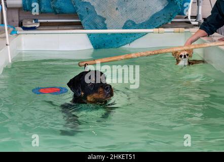 jeune rottweiler et rééducation pour l'hydrothérapie dans la piscine Banque D'Images