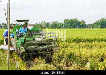La récolteuse automatique de riz est utilisée pour la récolte des champs et elle est mûre et jaune en saison de récolte. Augmentation de la vitesse de la moissonneuse-batteuse. Banque D'Images