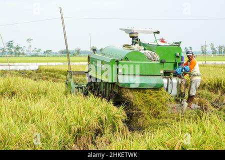 La récolteuse automatique de riz est utilisée pour la récolte des champs et elle est mûre et jaune en saison de récolte. Augmentation de la vitesse de la moissonneuse-batteuse. Banque D'Images