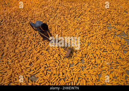 Les agriculteurs font des cornes/maïs prêts à la vente Banque D'Images