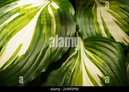 Gros plan de belles feuilles de hosta vertes et blanches texturées.Arrière-plan de plante verte. Banque D'Images