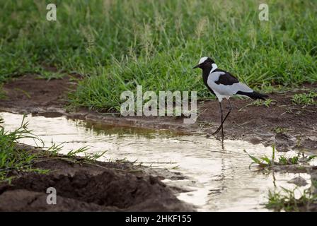 Forgeron Lapwing - Vanellus armatus, belle pluvier de buissons et savanes africains, Amboseli, Kenya. Banque D'Images