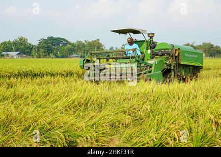 La récolteuse automatique de riz est utilisée pour la récolte des champs et elle est mûre et jaune en saison de récolte. Augmentation de la vitesse de la moissonneuse-batteuse. Banque D'Images