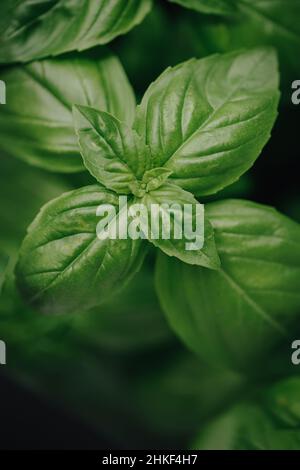gros plan d'une plante de basilic fraîche Banque D'Images