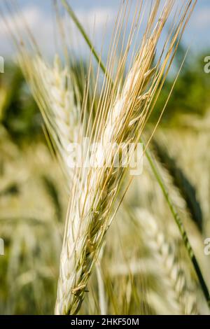 Phase de floraison des plants de blé cultivés dans le champ agricole Banque D'Images