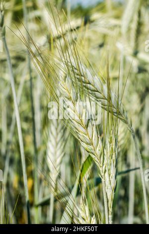 Phase de floraison des plants de blé cultivés dans le champ agricole Banque D'Images
