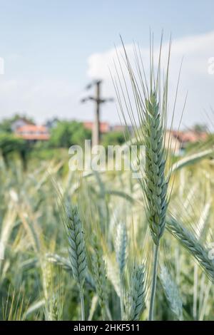 Phase de floraison des plants de blé cultivés dans le champ agricole Banque D'Images