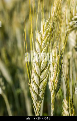 Phase de floraison des plants de blé cultivés dans le champ agricole Banque D'Images