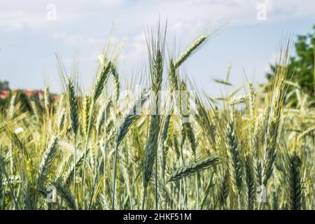Phase de floraison des plants de blé cultivés dans le champ agricole Banque D'Images