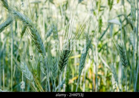 Phase de floraison des plants de blé cultivés dans le champ agricole Banque D'Images