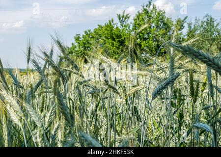 Phase de floraison des plants de blé cultivés dans le champ agricole Banque D'Images