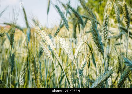 Phase de floraison des plants de blé cultivés dans le champ agricole Banque D'Images