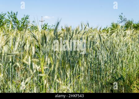 Phase de floraison des plants de blé cultivés dans le champ agricole Banque D'Images