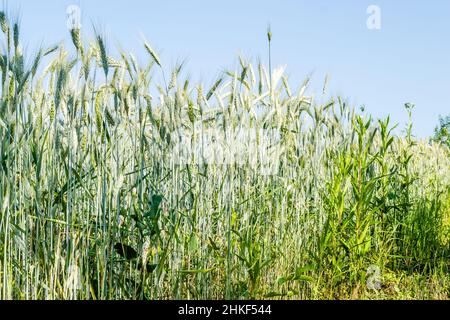 Phase de floraison des plants de blé cultivés dans le champ agricole Banque D'Images