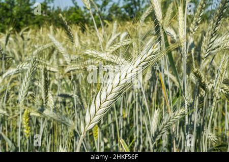 Phase de floraison des plants de blé cultivés dans le champ agricole Banque D'Images