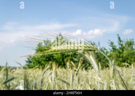 Phase de floraison des plants de blé cultivés dans le champ agricole Banque D'Images