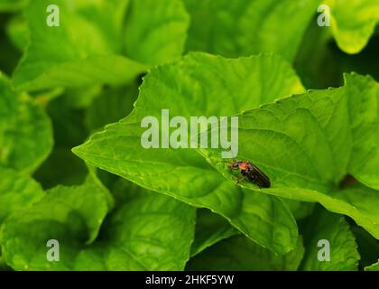 Coléoptère des feuilles de céréales (Oulema melanopus) sur la feuille de céréales. Banque D'Images