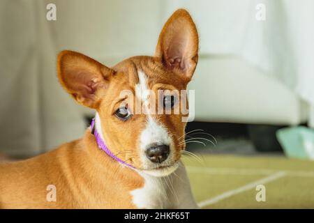 Chien Basenji chiot gros plan portrait en regardant devant l'appareil photo Banque D'Images