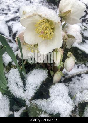 Début printemps hellebore fleur dans la neige dans le jardin Banque D'Images