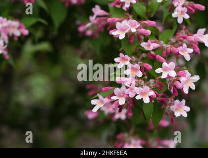 Fleurs rose pâle de Kolkwitzia amabilis Banque D'Images